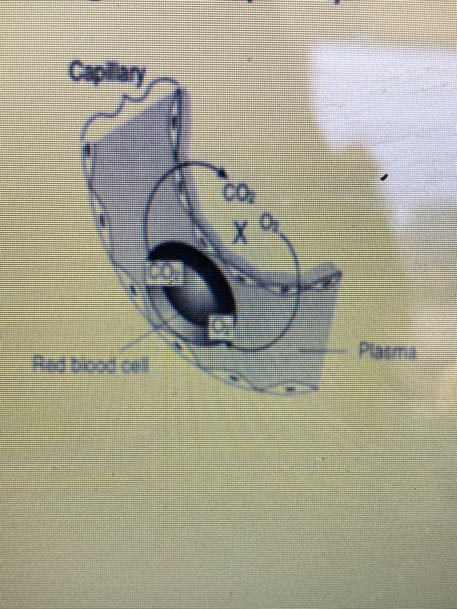 Plasma
Red bicod cell
