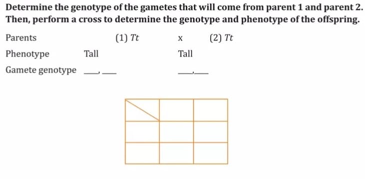 Determine the genotype of the gametes that will come from parent 1 and parent 2.
Then, perform a cross to determine the genotype and phenotype of the offspring.
Parents
(1) Tt
(2) Tt
Phenotype
Tall
Tall
Gamete genotype

