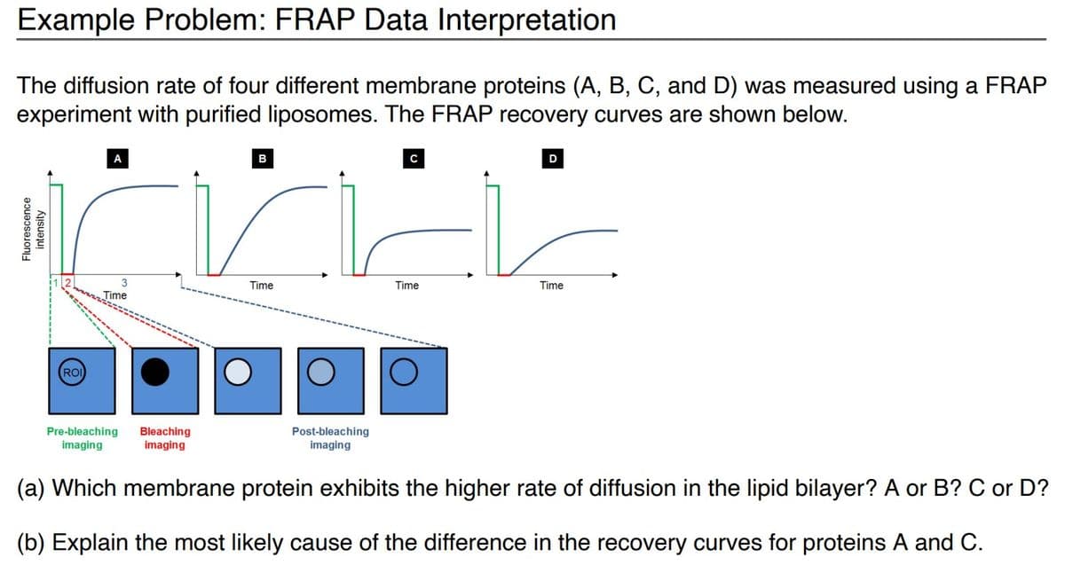 Example Problem: FRAP Data Interpretation
The diffusion rate of four different membrane proteins (A, B, C, and D) was measured using a FRAP
experiment with purified liposomes. The FRAP recovery curves are shown below.
Fluorescence
intensity
ROI
A
3
Time
Pre-bleaching Bleaching
imaging
imaging
B
Time
Post-bleaching
imaging
C
Time
D
Time
(a) Which membrane protein exhibits the higher rate of diffusion in the lipid bilayer? A or B? C or D?
(b) Explain the most likely cause of the difference in the recovery curves for proteins A and C.