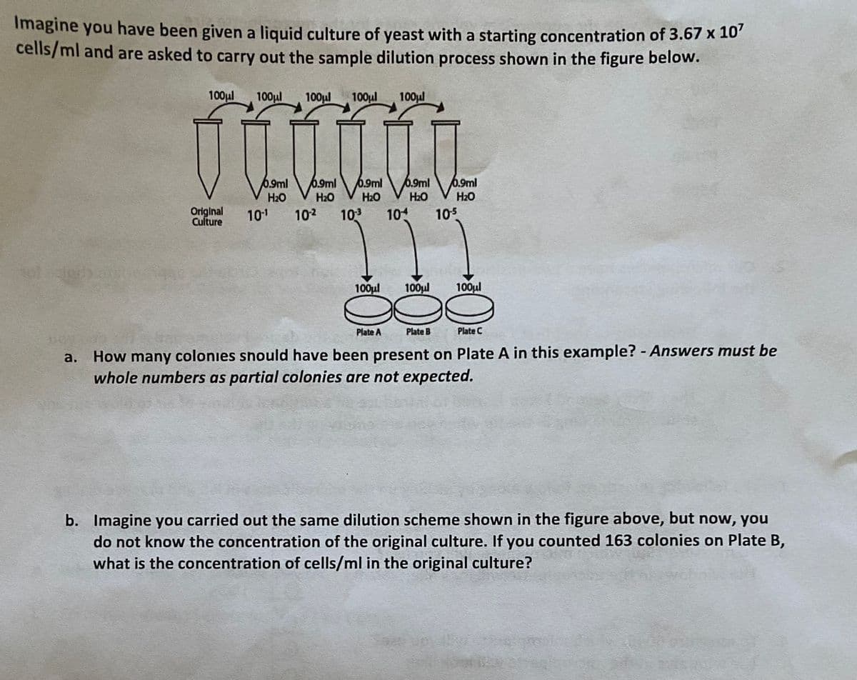 Imagine you have been given a liquid culture of yeast with a starting concentration of 3.67 x 10'
cells/ml and are asked to carry out the sample dilution process shown in the figure below.
100μl 100μl 100μl
100μl 100μl
0.9ml 0.9ml 0.9ml
H2O H₂O
6.9ml
0.9ml
H₂O
H₂O
H₂O
Original 10-1 102 10-3 104
Culture
105
100μl
100μl
100μl
Plate A
Plate B
Plate C
a.
How many colonies should have been present on Plate A in this example? - Answers must be
whole numbers as partial colonies are not expected.
b. Imagine you carried out the same dilution scheme shown in the figure above, but now, you
do not know the concentration of the original culture. If you counted 163 colonies on Plate B,
what is the concentration of cells/ml in the original culture?