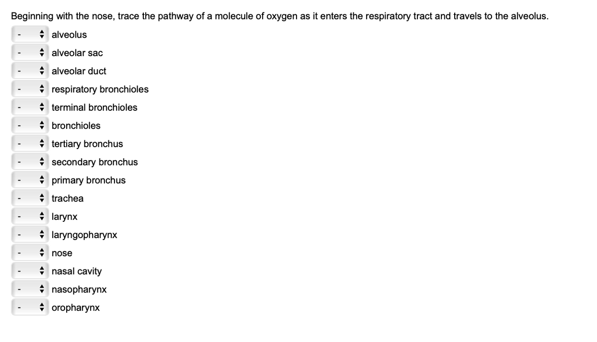Beginning with the nose, trace the pathway of a molecule of oxygen as it enters the respiratory tract and travels to the alveolus.
◆ alveolus
alveolar sac
alveolar duct
respiratory bronchioles
terminal bronchioles
bronchioles
tertiary bronchus
secondary bronchus
primary bronchus
◆ trachea
larynx
laryngopharynx
nose
nasal cavity
◆ nasopharynx
◆ oropharynx