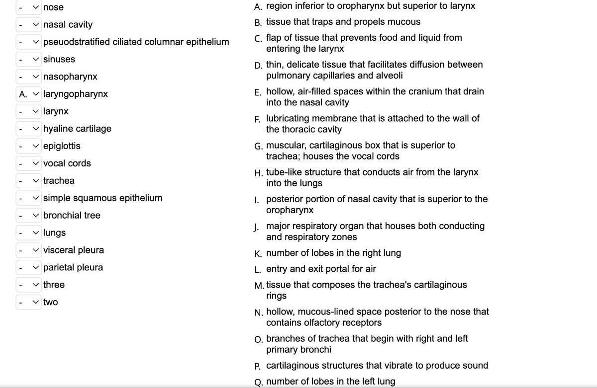 nose
nasal cavity
pseuodstratified ciliated columnar epithelium
✓ sinuses
✓nasopharynx
A. V laryngopharynx
✓ larynx
hyaline cartilage
epiglottis
vocal cords
✓ trachea
simple squamous epithelium
✓ bronchial tree
✓ lungs
✓ visceral pleura
parietal pleura
✓ three
two
A. region inferior to oropharynx but superior to larynx
B. tissue that traps and propels mucous
C. flap of tissue that prevents food and liquid from
entering the larynx
D. thin, delicate tissue that facilitates diffusion between
pulmonary capillaries and alveoli
E. hollow, air-filled spaces within the cranium that drain
into the nasal cavity
F. lubricating membrane that is attached to the wall of
the thoracic cavity
G. muscular, cartilaginous box that is superior to
trachea; houses the vocal cords
H. tube-like structure that conducts air from the larynx
into the lungs
1. posterior portion of nasal cavity that is superior to the
oropharynx
J. major respiratory organ that houses both conducting
and respiratory zones
K. number of lobes in the right lung
L. entry and exit portal for air
M. tissue that composes the trachea's cartilaginous
rings
N. hollow, mucous-lined space posterior to the nose that
contains olfactory receptors
O. branches of trachea that begin with right and left
primary bronchi
P. cartilaginous structures that vibrate to produce sound
Q. number of lobes in the left lung