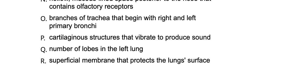 contains olfactory receptors
O. branches of trachea that begin with right and left
primary bronchi
P. cartilaginous structures that vibrate to produce sound
Q. number of lobes in the left lung
R. superficial membrane that protects the lungs' surface