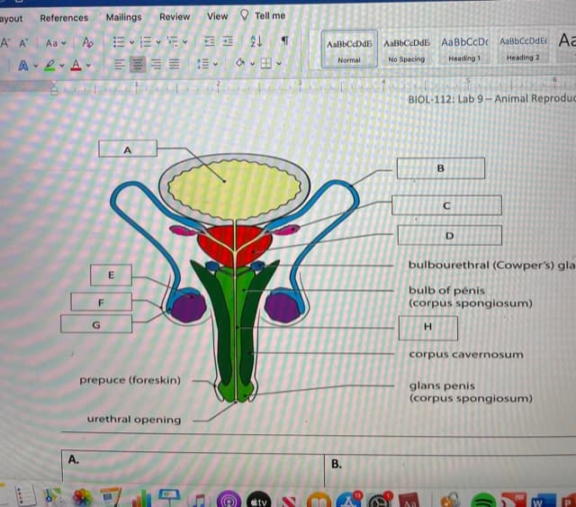 ayout
Mailings
Review
View V Tell me
References
A A"
Aa v A
AaBbCeDdE AaBbCcDc AaBbCcDdE Aa
AaBbCeDdB
No Spacing
Heading 1
Heading 2
A 2 Av
v田。
Normal
BIOL-112: Lab9-Animal Reproduc
bulbourethral (Cowper's) gla
E
bulb of pénis
(corpus spongiosum)
H.
corpus cavernosum
prepuce (foreskin)
glans penis
(corpus spongiosum)
urethral opening
A.
В.
tv
