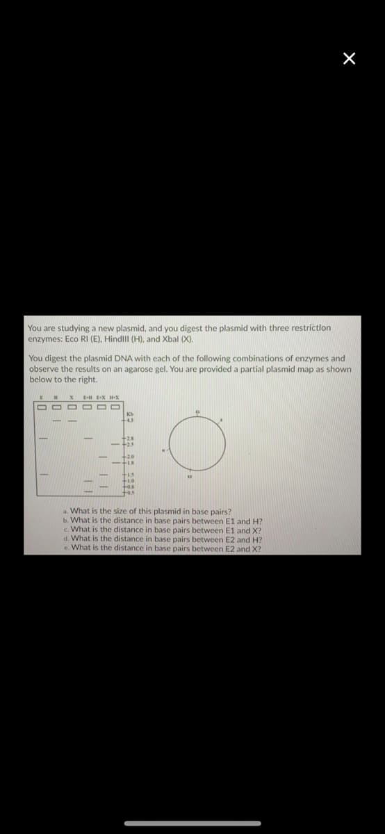 You are studying a new plasmid, and you digest the plasmid with three restriction
enzymes: Eco RI (E), Hindlll (H), and Xbal (X).
You digest the plasmid DNA with each of the following combinations of enzymes and
observe the results on an agarose gel. You are provided a partial plasmid map as shown
below to the right.
+18
a. What is the size of this plasmid in base pairs?
b. What is the distance in base pairs between E1 and H?
c. What is the distance in base pairs between E1 and X?
d. What is the distance in base pairs between E2 and H?
e. What is the distance in base pairs between E2 and X?
