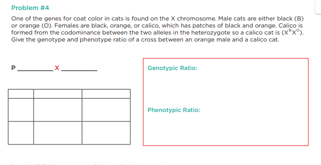 Problem #4
One of the genes for coat color in cats is found on the X chromosome. Male cats are either black (B)
or orange (O). Females are black, orange, or calico, which has patches of black and orange. Calico is
formed from the codominance between the two alleles in the heterozygote so a calico cat is (XⓇX°).
Give the genotype and phenotype ratio of a cross between an orange male and a calico cat.
P
Genotypic Ratio:
Phenotypic Ratio: