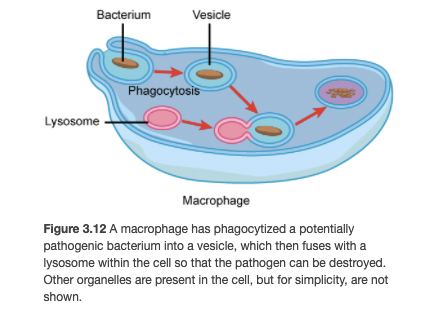 Bacterium
Vesicle
Phagocytosis
Lysosome
Macrophage
Figure 3.12 A macrophage has phagocytized a potentially
pathogenic bacterium into a vesicle, which then fuses with a
lysosome within the cell so that the pathogen can be destroyed.
Other organelles are present in the cell, but for simplicity, are not
shown.
