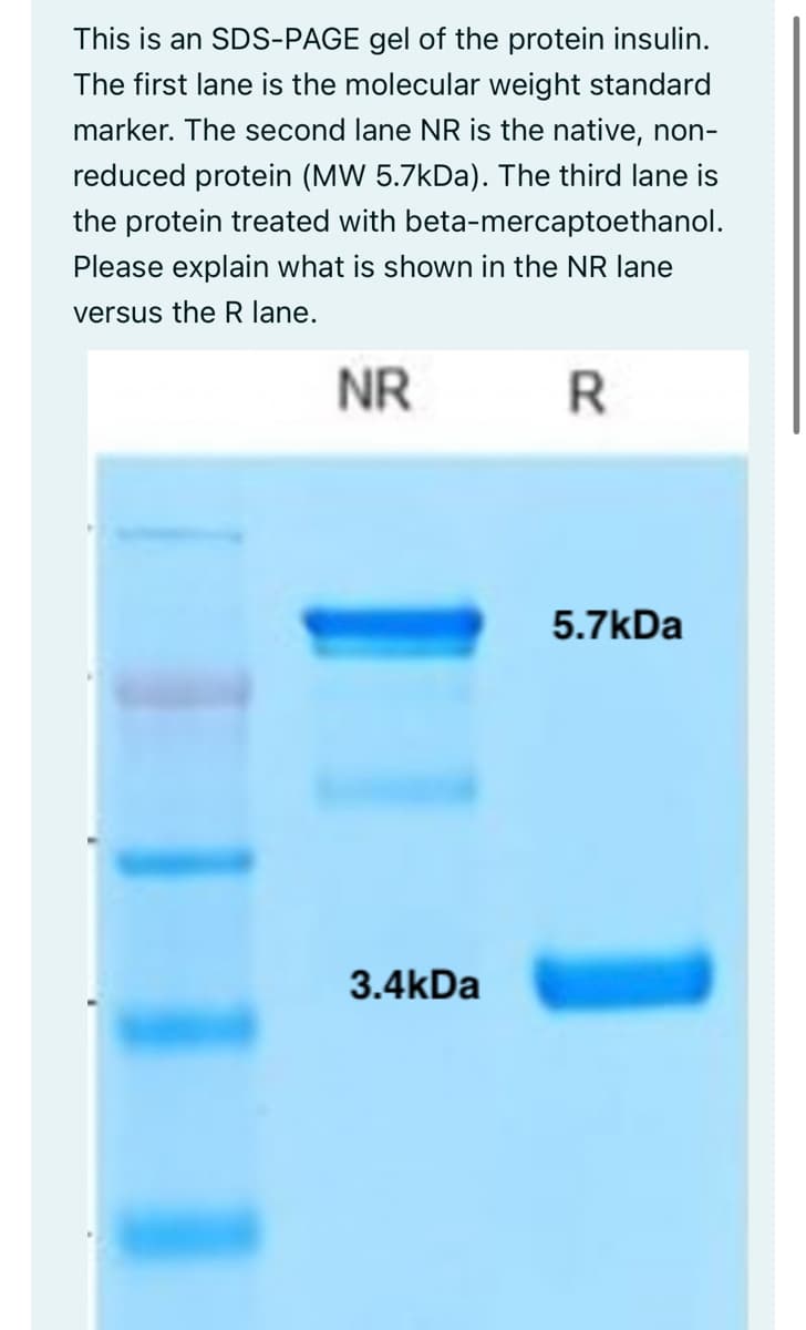This is an SDS-PAGE gel of the protein insulin.
The first lane is the molecular weight standard
marker. The second lane NR is the native, non-
reduced protein (MW 5.7kDa). The third lane is
the protein treated with beta-mercaptoethanol.
Please explain what is shown in the NR lane
versus the R lane.
NR
3.4kDa
R
5.7kDa