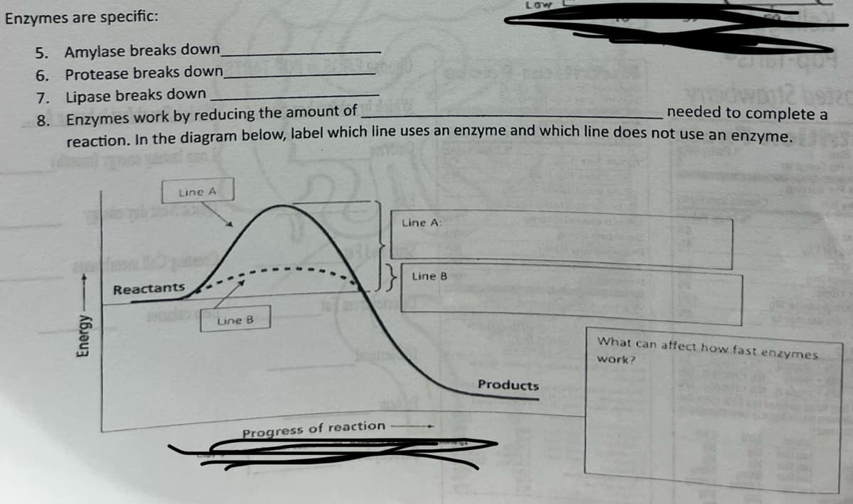 Enzymes are specific:
5. Amylase breaks down
6. Protease breaks down
7. Lipase breaks down
8. Enzymes work by reducing the amount of
LOW
vidway? 9120
needed to complete a
reaction. In the diagram below, label which line uses an enzyme and which line does not use an enzyme.
Energy-
Reactants
Line A
Line B
Progress of reaction
Line A:
Line B
What can affect how fast enzymes
work?
Products