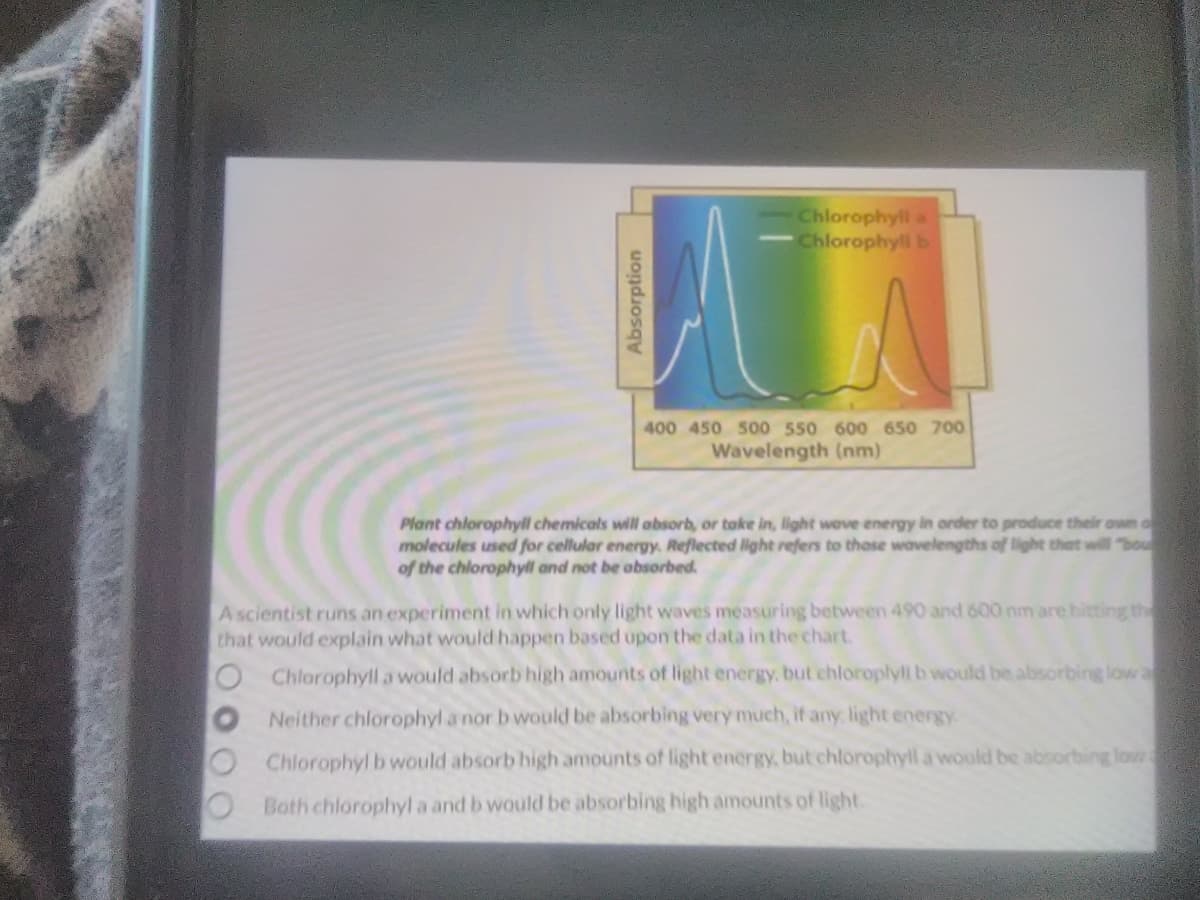 Chlorophyll a
Chlorophyll b
400 450 500 550 600 650 700
Wavelength (nm)
Plant chlorophyll chemicals will absorb, or take in, light wove energy in order to produce their own
molecules used for cellular energy, Reflected light refers to thase wavelengths of light that will "bou
of the chlorophyll and not be obsorbed.
A scientist runs an experiment in which only light waves measuring between 490 and 600 nm are hitting the
that would explain what would happen based upon the data in the chart.
Chlorophyll a would absorb high amounts of light energy, but chloroplyll b would be absorbing low a
Neither chlorophyl a nor b would be absorbing very much, if any light energy
Chlorophyl b would absorb high amounts of light energy, but chlorophyll a would be absorbing lowa
Both chlorophyl a and b would be absorbing high amounts of light.
Absorption
