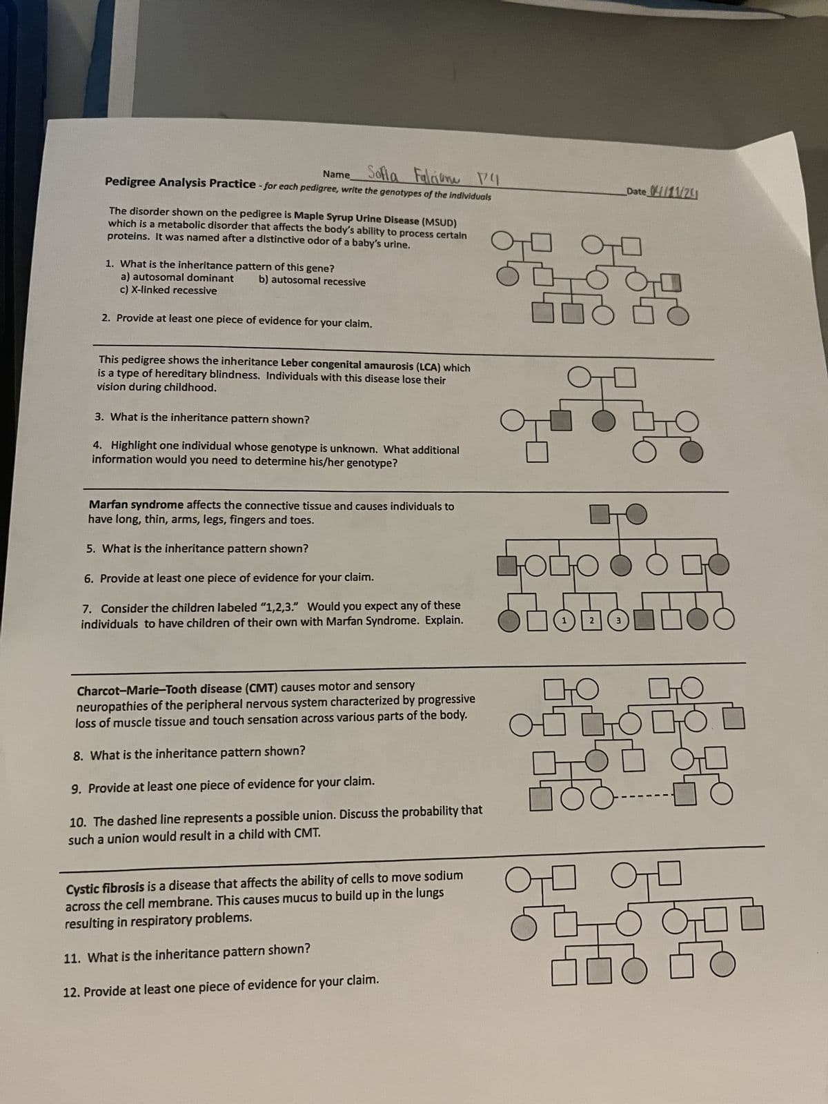 Name Sofia Falcione P
Pedigree Analysis Practice - for each pedigree, write the genotypes of the individuals
The disorder shown on the pedigree is Maple Syrup Urine Disease (MSUD)
which is a metabolic disorder that affects the body's ability to process certain
proteins. It was named after a distinctive odor of a baby's urine.
1. What is the inheritance pattern of this gene?
a) autosomal dominant b) autosomal recessive
c) X-linked recessive
2. Provide at least one piece of evidence for your claim.
This pedigree shows the inheritance Leber congenital amaurosis (LCA) which
is a type of hereditary blindness. Individuals with this disease lose their
vision during childhood.
3. What is the inheritance pattern shown?
4. Highlight one individual whose genotype is unknown. What additional
information would you need to determine his/her genotype?
Marfan syndrome affects the connective tissue and causes individuals to
have long, thin, arms, legs, fingers and toes.
5. What is the inheritance pattern shown?
6. Provide at least one piece of evidence for your claim.
7. Consider the children labeled "1,2,3." Would you expect any of these
individuals to have children of their own with Marfan Syndrome. Explain.
ODO
HO
1
2
3
Charcot-Marie-Tooth disease (CMT) causes motor and sensory
Date 04/11/20
neuropathies of the peripheral nervous system characterized by progressive
loss of muscle tissue and touch sensation across various parts of the body.
8. What is the inheritance pattern shown?
9. Provide at least one piece of evidence for your claim.
10. The dashed line represents a possible union. Discuss the probability that
such a union would result in a child with CMT.
ㅇㅁㅇㅁㅇ.
ㅇㅁ
Cystic fibrosis is a disease that affects the ability of cells to move sodium
across the cell membrane. This causes mucus to build up in the lungs
resulting in respiratory problems.
11. What is the inheritance pattern shown?
12. Provide at least one piece of evidence for your claim.
боб от
오모모
ㅁㅇ