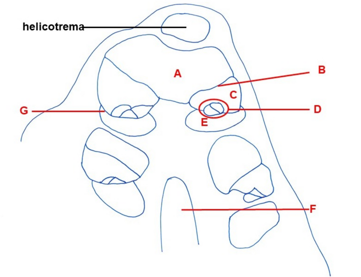 helicotrema
G
1
A
E
C
B
D
-F