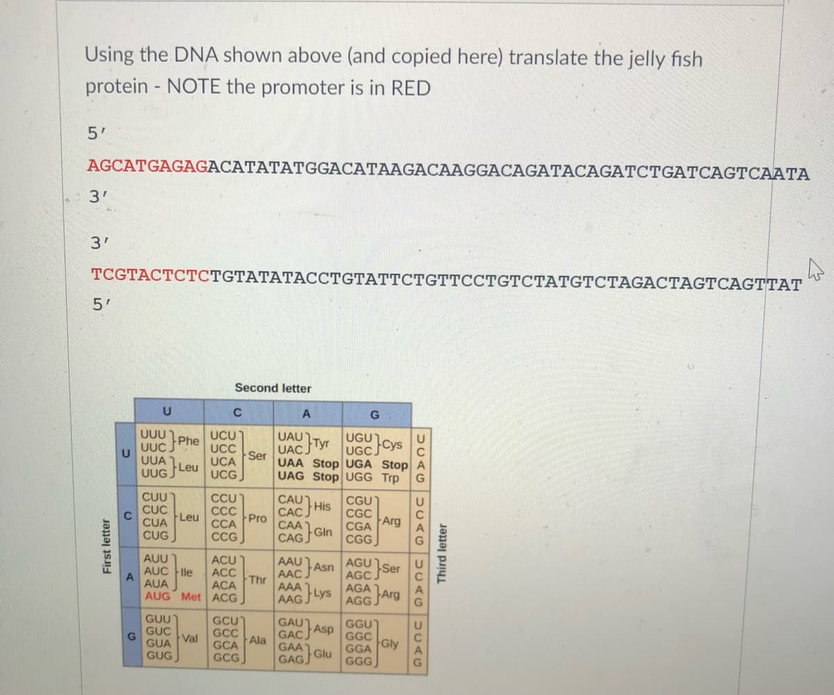 Using the DNA shown above (and copied here) translate the jelly fish
protein - NOTE the promoter is in RED
5'
AGCATGAGAGACATATATGGACATAAGACAAGGACAGATACAGATCTGATCAGTCAATA
3'
3'
ТCGTACTСТСTGTАТАТАССTGTATТСТGTTCСТGTCТАТGTСТAGACTAGTCAGTTAT
5'
Second letter
A
UUU
Phe
UUC
U
UUA
Leu
UUG
UCU
UCC
UCA
UCG
UAU Tyr
UAC S
UAA Stop UGA Stop A
UAG Stop UGG Trp
UGU
Cys
UGC.
Ser
CUU
CỤC
CUA
CUG
CCU
CC
CCA
CCG
CGU
CGC
Arg
CAU)
CAC His
CAA
Gln
CAGJ
Leu
Pro
CGA
CGG
AAU Asn
AAC.
AAA
AUU
ACU
AGU
AGC
AGA
AGG
AUC le
АCC
Ser
A
AUA
Thr
ACA
AUG Met ACG
AAG Lys
JArg
GUU
GUC
Val
GAU
GCUT
GCC
GCA
GCG
GACASP
GGU
GGC
Ala
GGA Gly
GGG
GUA
GAA
GAGJ
GUG
Glu
First letter
Third letter
DUAGUUAGUCAGUCAG
