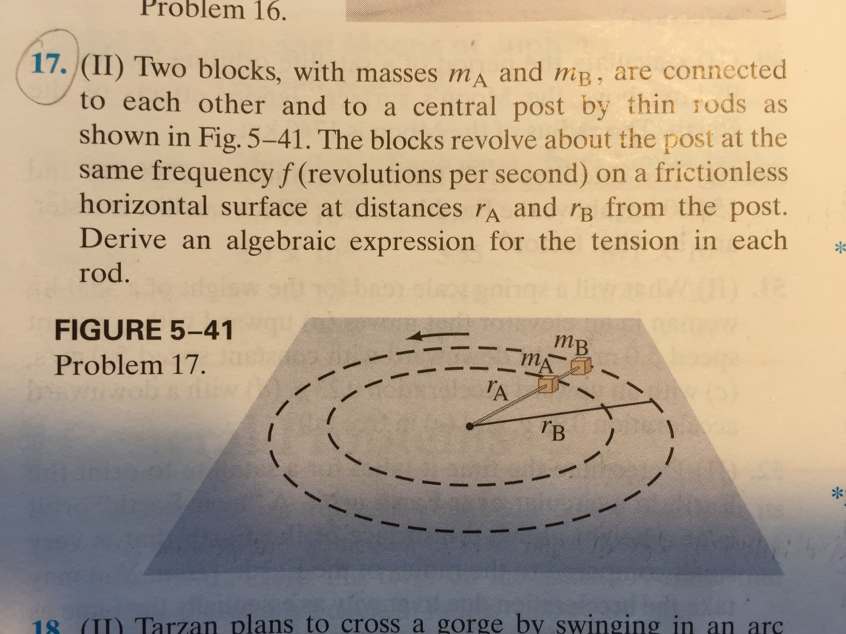 Problem 16.
17. (II) Two blocks, with masses ms and mB, are connected
to each other and to a central post by thin rods as
shown in Fig. 5-41. The blocks revolve about the post at the
CPsame frequency f (revolutions per second) on a frictionless
horizontal surface at distances rA and rg from the post.
Derive an algebraic expression for the tension in each
rod.
FIGURE 5-41
тв.
mA
Problem 17.
A
ГВ
Tarzan plans to cross a gorge by swinging in an arc
18 (
