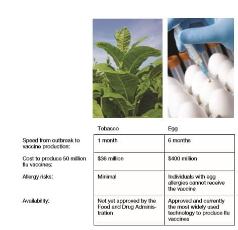 Tobacco
Egg
1 month
6 months
Speed from outbreak to
vaccine production:
Cost to produce 50 million
flu vaccinos:
$36 million
$400 million
Allergy risks:
Minimal
Individuals with egg
allergies cannot receive
the vaccine
Not yet approved by the
Food and Drug Adminis-
tration
Availability:
Approved and currently
the most widely used
technology to produce flu
vaccines
