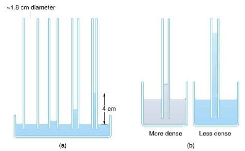 -1.8 cm diameter
4 cm
More dense
Less dense
(a)
(b)
