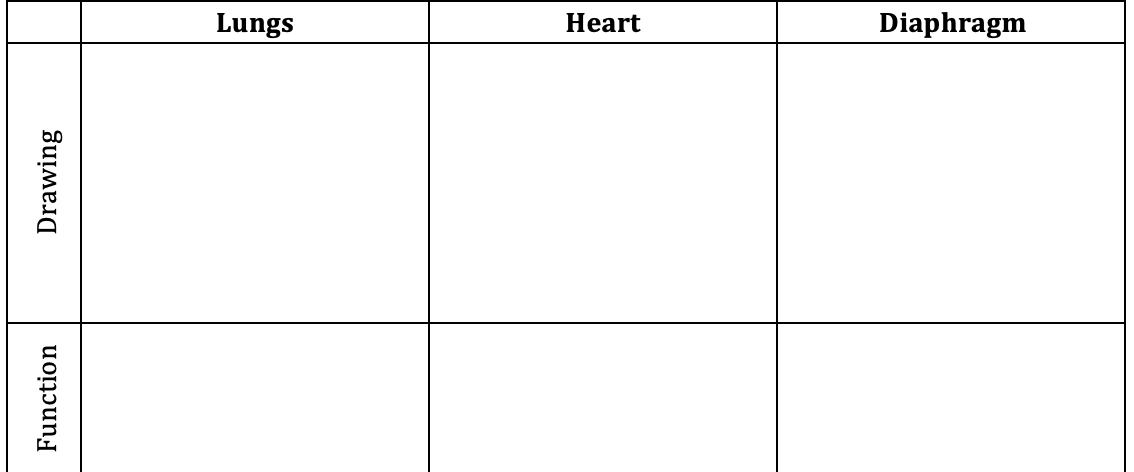 Lungs
Heart
Diaphragm
Function
Drawing
