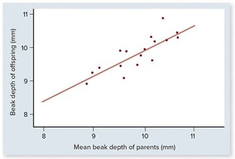 Beak depth of offspring (mm)
10
8
00
8
9
10
Mean beak depth of parents (mm)
11