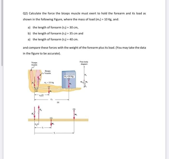Q2) Calculate the force the biceps muscle must exert to hold the forearm and its load as
shown in the following Figure, where the mass of load (m₁) = 10 Kg, and:
a) the length of forearm (rs) = 30 cm,
b) the length of forearm (ra) = 35 cm and
a) the length of forearm (ra) = 40 cm.
and compare these forces with the weight of the forearm plus its load. (You may take the data
in the figure to be accurate).
Triceps
muscle
14.05
cm
r/2
Biceps
muscle
m-2.5 kg
CG
(a)
PHYSICS
m-10 kg
CO
Free-body
diagram