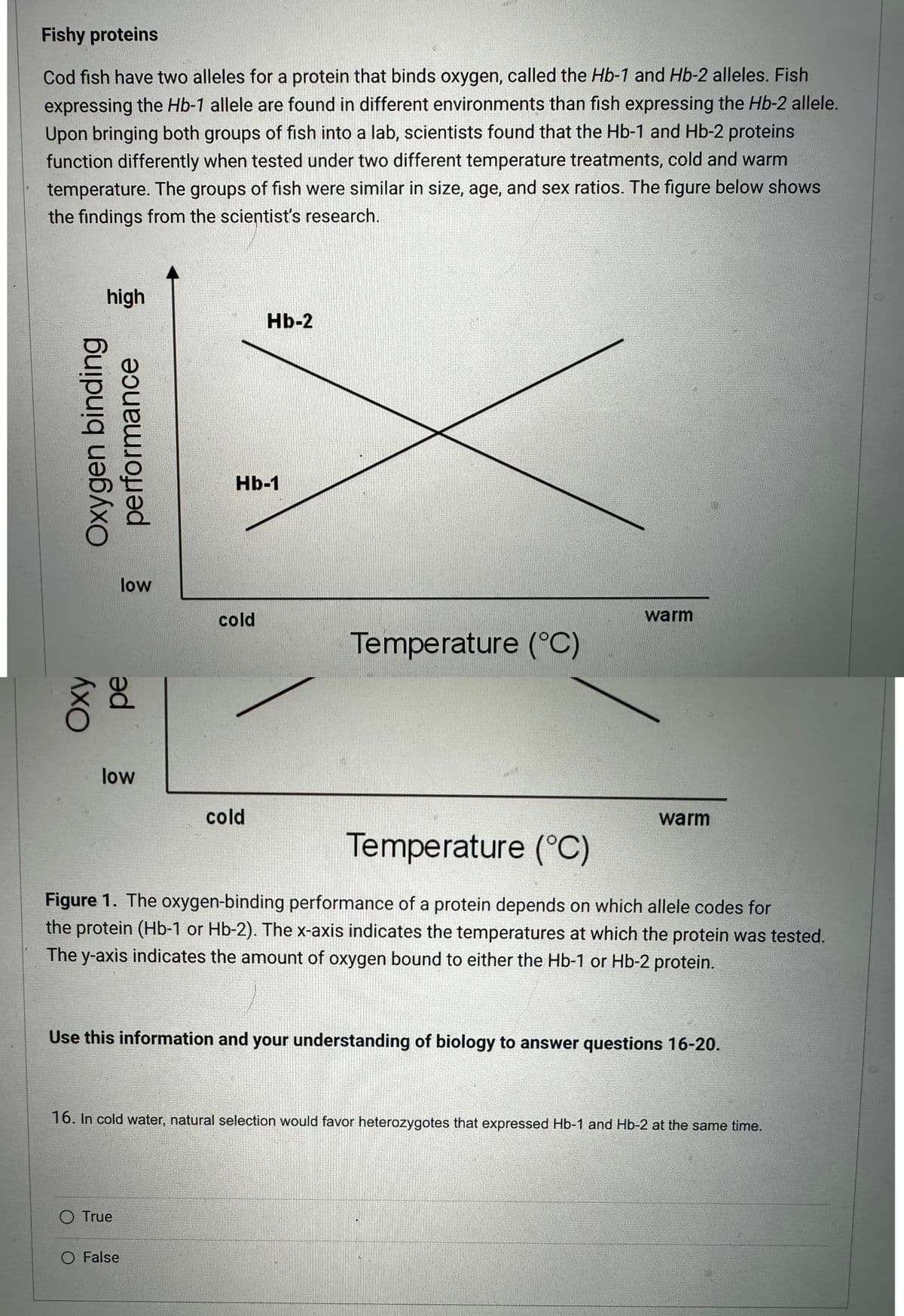 Fishy proteins
Cod fish have two alleles for a protein that binds oxygen, called the Hb-1 and Hb-2 alleles. Fish
expressing the Hb-1 allele are found in different environments than fish expressing the Hb-2 allele.
Upon bringing both groups of fish into a lab, scientists found that the Hb-1 and Hb-2 proteins
function differently when tested under two different temperature treatments, cold and warm
temperature. The groups of fish were similar in size, age, and sex ratios. The figure below shows
the findings from the scientist's research.
high
Oxygen binding
performance
ΣΧΟ
pe
low
low
O True
Hb-1
cold
O False
Hb-2
cold
Temperature (°C)
warm
Temperature (°C)
Figure 1. The oxygen-binding performance of a protein depends on which allele codes for
the protein (Hb-1 or Hb-2). The x-axis indicates the temperatures at which the protein was tested.
The y-axis indicates the amount of oxygen bound to either the Hb-1 or Hb-2 protein.
warm
Use this information and your understanding of biology to answer questions 16-20.
16. In cold water, natural selection would favor heterozygotes that expressed Hb-1 and Hb-2 at the same time.