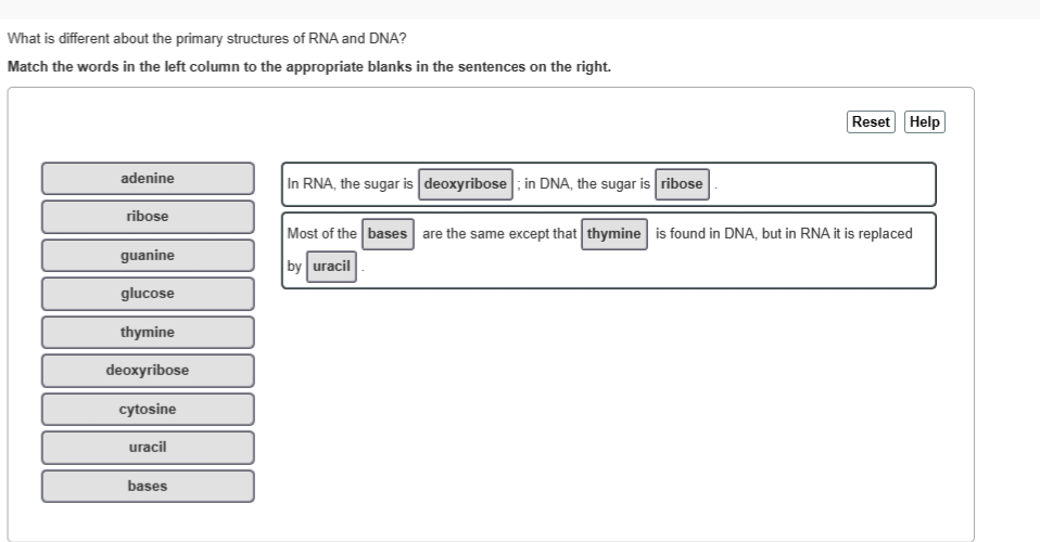 What is different about the primary structures of RNA and DNA?
Match the words in the left column to the appropriate blanks in the sentences on the right.
adenine
ribose
guanine
glucose
thymine
deoxyribose
cytosine
uracil
bases
In RNA, the sugar is deoxyribose; in DNA, the sugar is ribose
Reset Help
Most of the bases are the same except that thymine is found in DNA, but in RNA it is replaced
by uracil