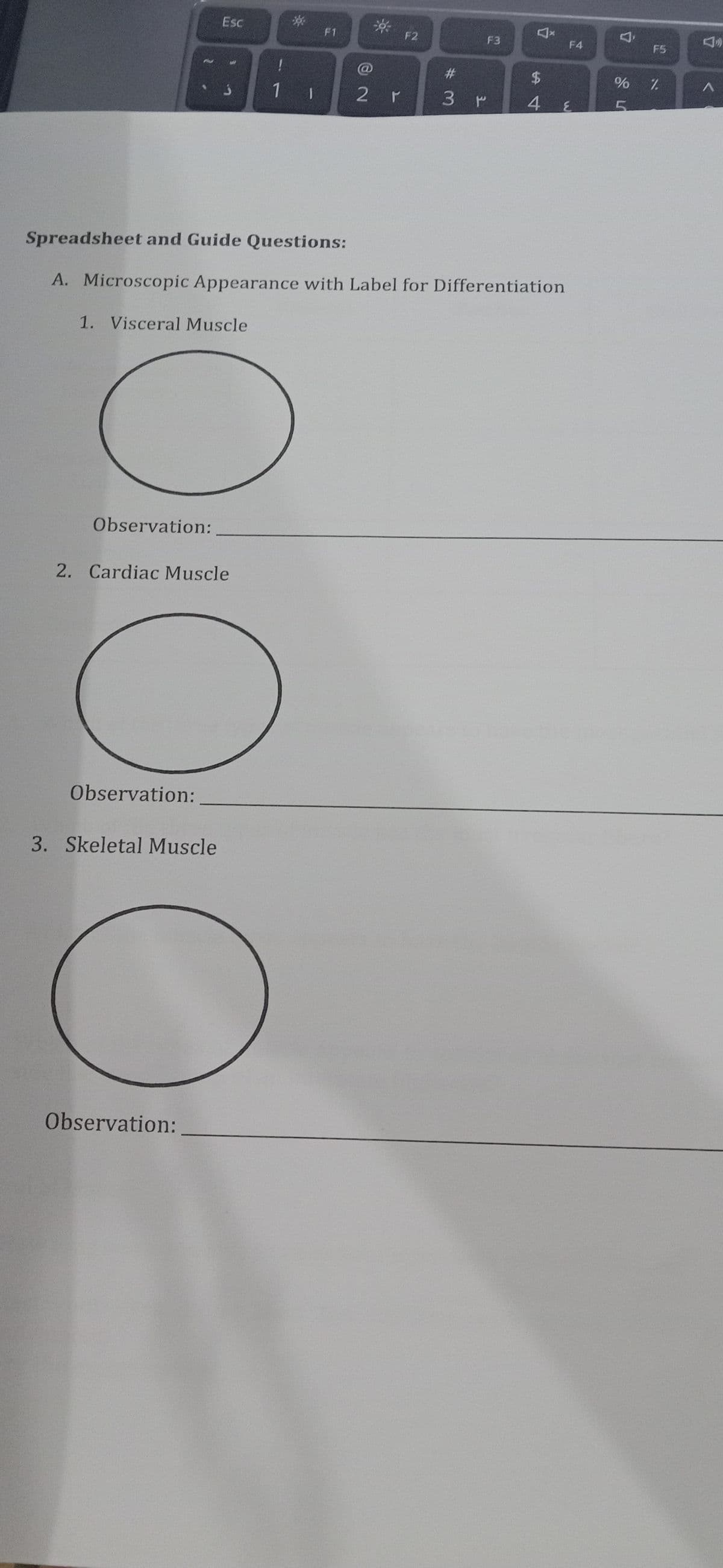 Observation:
Esc
Spreadsheet and Guide Questions:
1. Visceral Muscle
2. Cardiac Muscle
Observation:
3
3. Skeletal Muscle
Observation:
!
1 1
F1
@2
--
2 r
F2
#3
A. Microscopic Appearance with Label for Differentiation
F3
3 r
$
54
F4
E
7
F5
% %
5
A