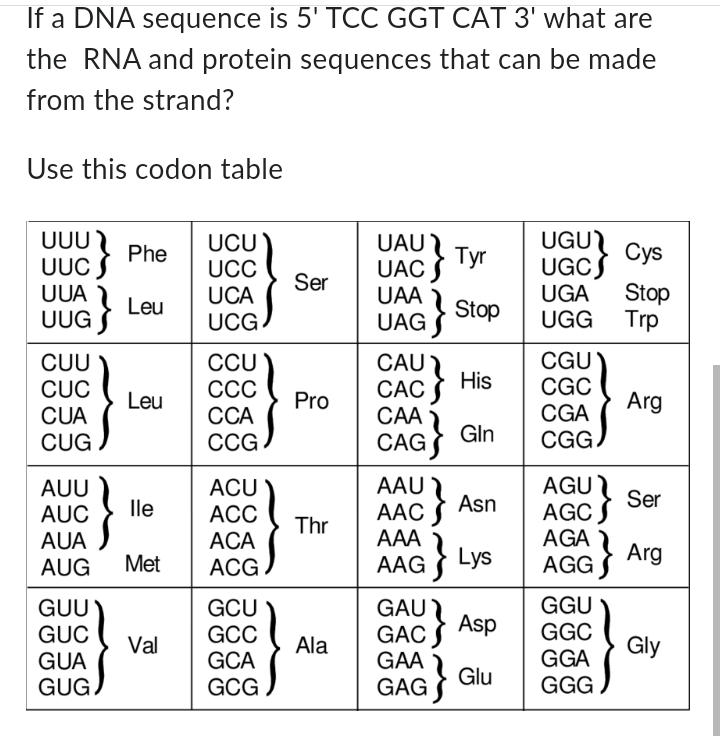 If a DNA sequence is 5' TCC GGT CAT 3' what are
the RNA and protein sequences that can be made
from the strand?
Use this codon table
บบบ
UCU
UAU
UGU
Phe
Tyr
Cys
UUC
UCC
UAC
UGC
Ser
UUG}
UCA
UAA
Leu
2
UGA
Stop
Stop
UCG.
UAG
UGG Trp
CUU
CCU
CAU
CGU
His
CUC
CCC
CAC
CGC
Leu
Pro
Arg
CUA
CCA
CAA
CGA
Gln
CUG
CCG
CAG
CGG
AUU
AUC
AUA
}
ACU
AAU
lle
ACC
AACAsn
}
AGU
Ser
AGC
Thr
ACA
AAA
AUG
Met
ACG
AAG
} Lys
AGA
AGG
}}
Arg
GUU
GCU
GAU
GGU
GUC
GCC
GAC
Asp
GGC
Val
Ala
Gly
GUA
GCA
GAA
GGA
Glu
GUG
GCG
GAG
GGG