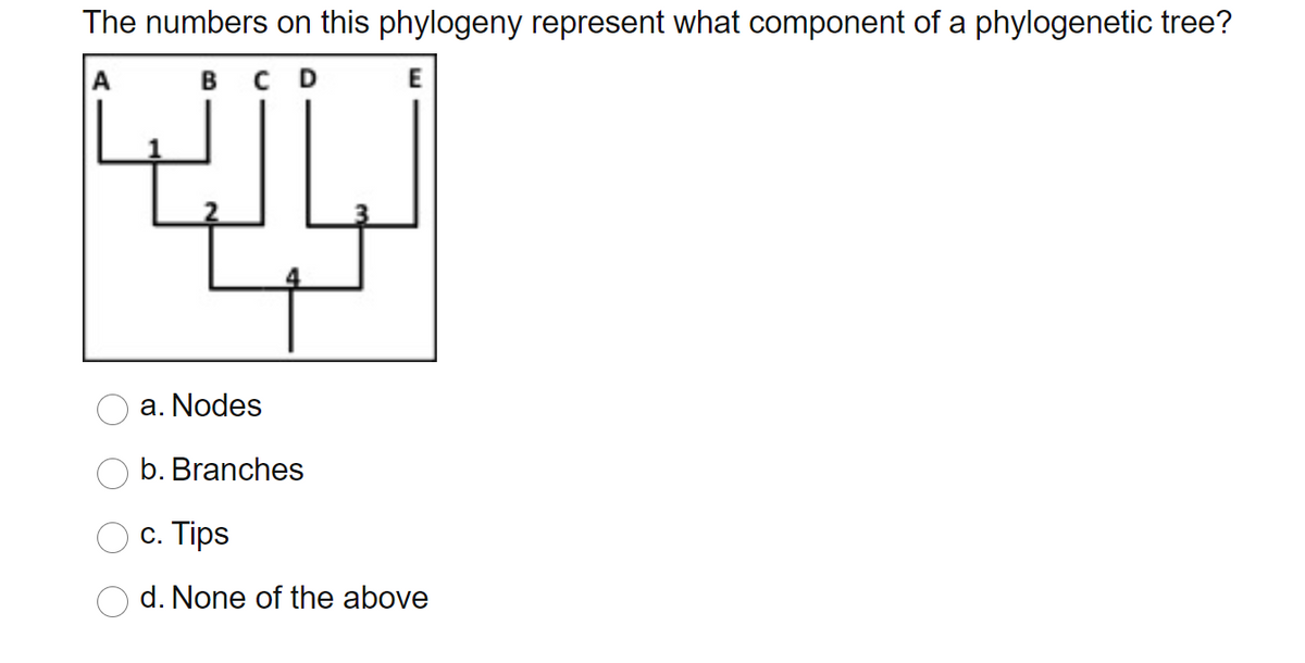 The numbers on this phylogeny represent what component of a phylogenetic tree?
А
в с D
a. Nodes
b. Branches
с. Тіps
d. None of the above
