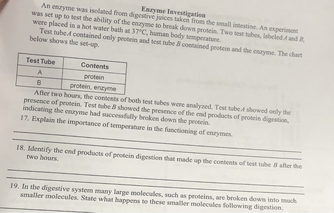 Enzyme Investigation
An enzyme was isolated from digestive juices taken from the small intestine. An experiment
was set up to test the ability of the enzyme to break down protein. Two test tubes, labeled A and B,
were placed in a hot water bath at 37°C, human body temperature.
Test tube A contained only protein and test tube B contained protein and the enzyme. The chart
below shows the set-up.
Test Tube
Contents
A
protein
В
protein, enzyme
After two hours, the contents of both test tubes were analyzed. Test tubeA showed only the
presence of protein. Test tube B showed the presence of the end products of protein digestion,
indicating the enzyme had successfully broken down the protein.
17. Explain the importance of temperature in the functioning of enzymes.
18. Identify the end products of protein digestion that made up the contents of test tube B after the
two hours.
19. In the digestive system many large molecules, such as proteins, are broken down into much
smaller molecules. State what happens to these smaller molecules following digestion.
