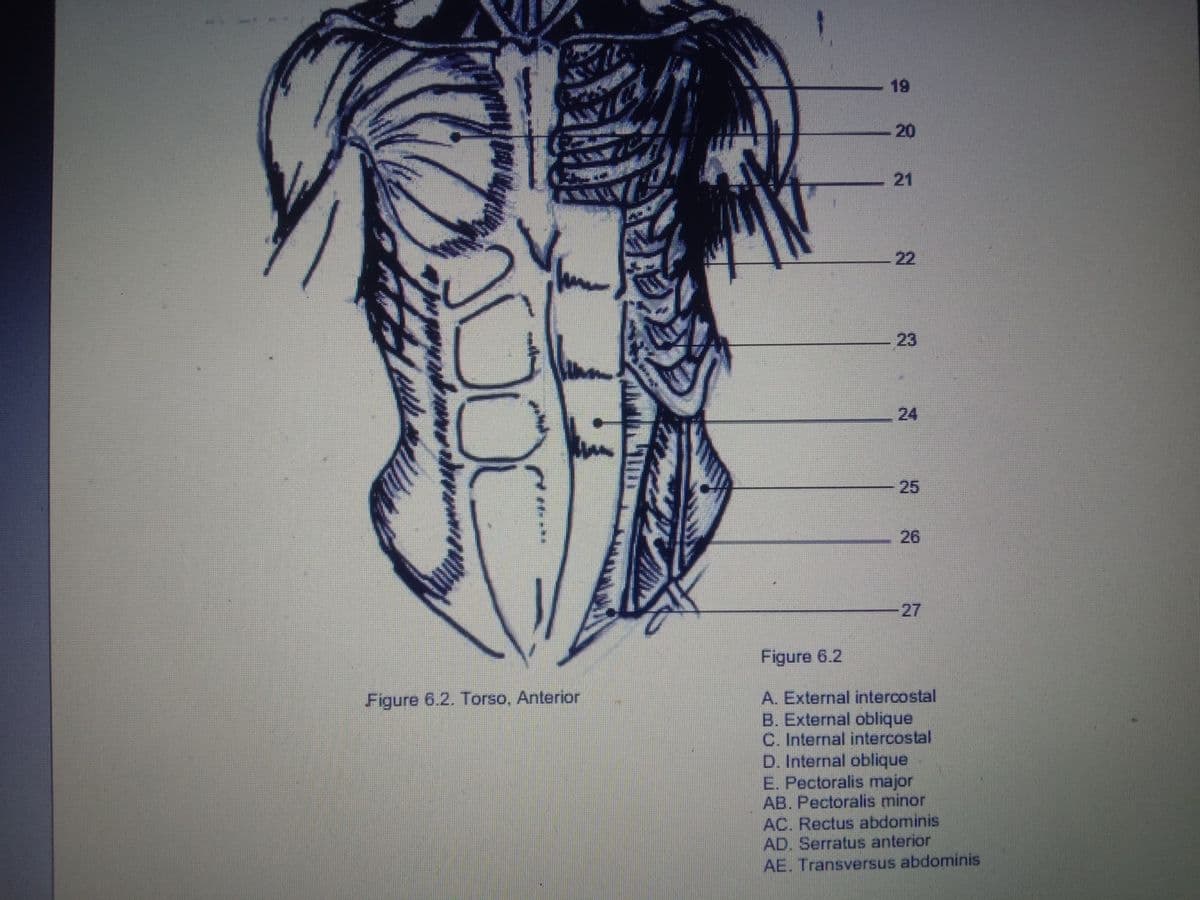 Figure 6.2. Torso, Anterior
19
20
21
22
23
24
25
26
-27
Figure 6.2
A. External intercostal
B. External oblique
C. Internal intercostal
D. Internal oblique
E. Pectoralis major
AB. Pectoralis minor
AC. Rectus abdominis
AD. Serratus anterior
AE. Transversus abdominis