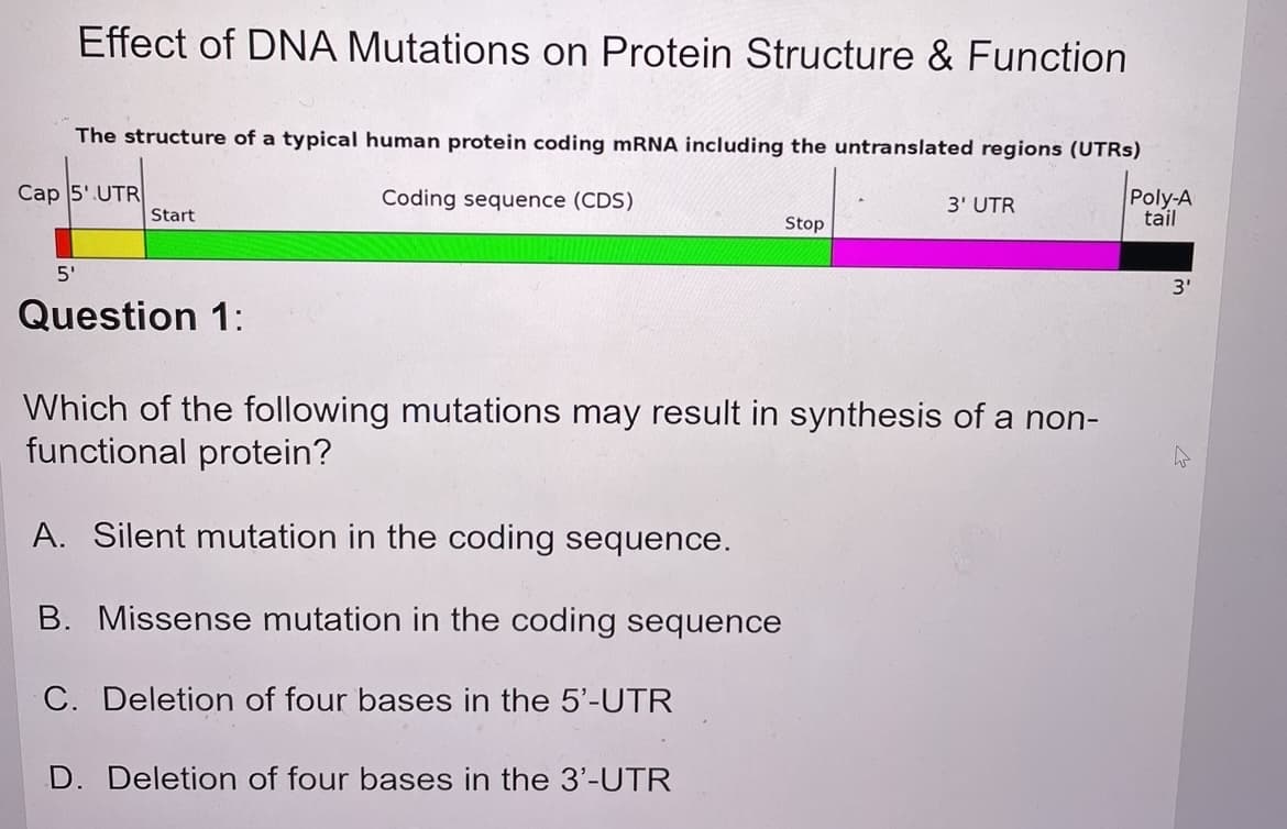Effect of DNA Mutations on Protein Structure & Function
The structure of a typical human protein coding mRNA including the untranslated regions (UTRs)
Cap 5' UTR
Coding sequence (CDS)
5'
Start
Question 1:
Stop
3' UTR
Which of the following mutations may result in synthesis of a non-
functional protein?
A. Silent mutation in the coding sequence.
B. Missense mutation in the coding sequence
C. Deletion of four bases in the 5'-UTR
D. Deletion of four bases in the 3'-UTR
Poly-A
tail
3'