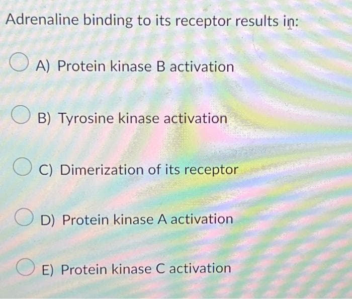 Adrenaline binding to its receptor results in:
A) Protein kinase B activation
OB) Tyrosine kinase activation
OC) Dimerization of its receptor
OD) Protein kinase A activation
E) Protein kinase C activation