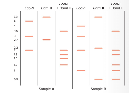 7.3
5
4
3.5
75
3
K GEN NO
2.7
2.2
2
1.8
1.5
1.2
1
0.5
EcoRI
EcoRI
BamHI + BamHI EcoRI
I
| |
Sample A
I
| ||||
I
BamHI
I
Sample B
+
EcoRI
BamHI
|
|| || |