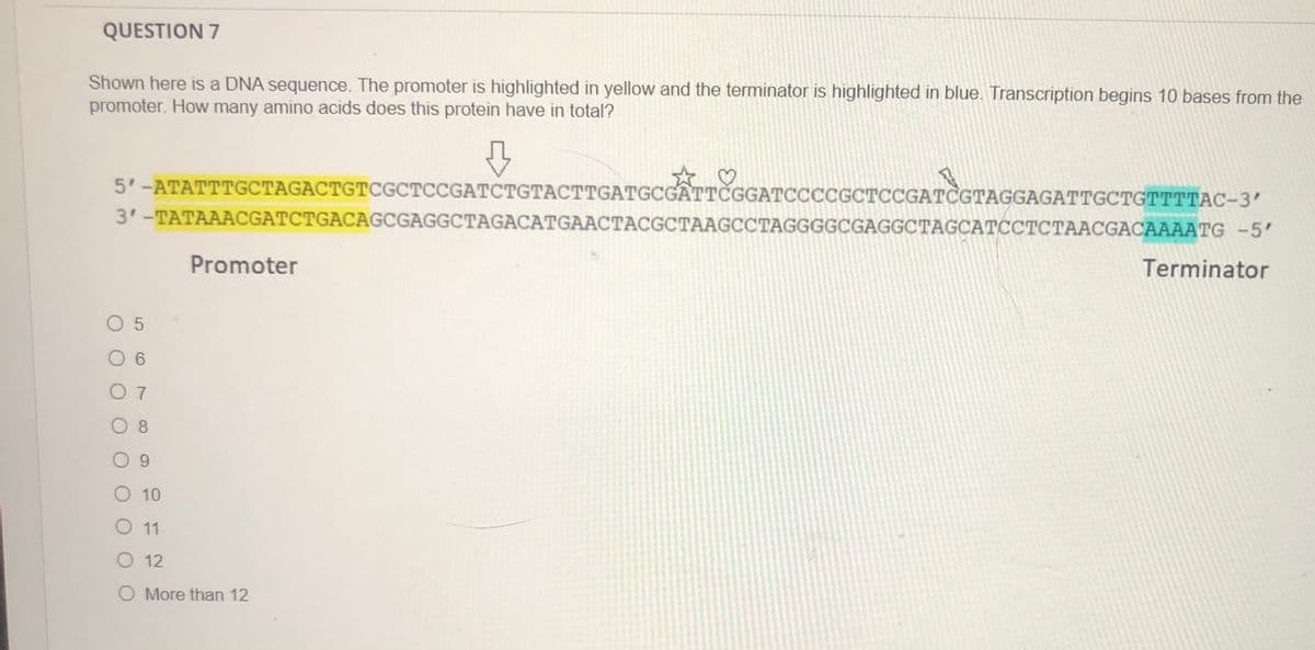 QUESTION 7
Shown here is a DNA sequence. The promoter is highlighted in yellow and the terminator is highlighted in blue. Transcription begins 10 bases from the
promoter. How many amino acids does this protein have in total?
5'-ATATTTGCTAGACTGTCGCTCCGATCTGTACTTGATGCGATTČGGATCCCCGCTCCGATCGTAGGAGATTGCTGTTTTAC-3'
3'-TATAAACGATCTGACAGCGAGGCTAGACATGAACTACGCTAAGCCTAGGGGCGAGGCTAGCATOCCTCTAACGACAAAATG -5'
Promoter
Terminator
O 5
O 6
O 7
0 8
O 10
O 11
O 12
O More than 12
