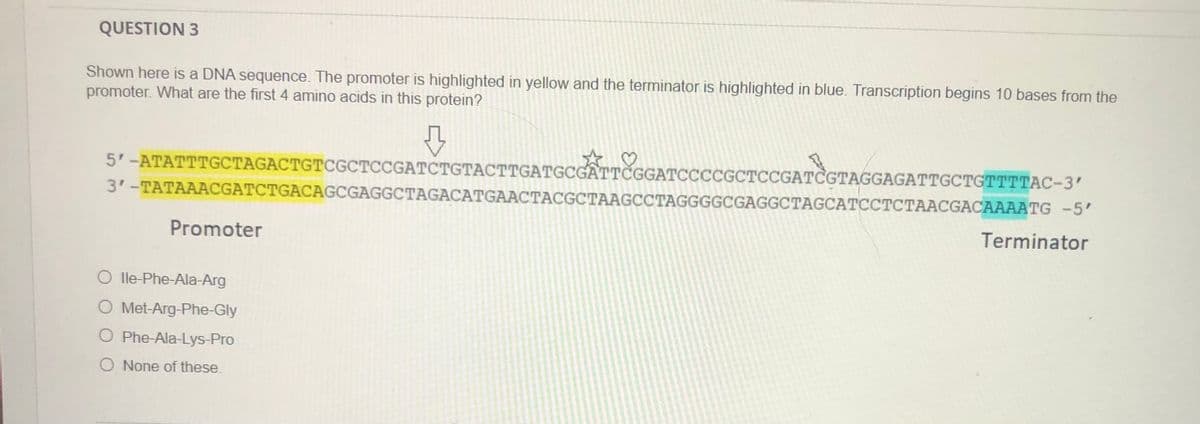 QUESTION 3
Shown here is a DNA sequence. The promoter is highlighted in yellow and the terminator is highlighted in blue. Transcription begins 10 bases from the
promoter. What are the first 4 amino acids in this protein?
5'-ATATTTGCTAGACTGTCGCTCCGATCTGTACTTGATGCGATTČGGATCCCCGCTCCGATCGTAGGAGATTGCTGTTTTAC-3'
3'-TATAAACGATCTGACAGCGAGGCTAGACATGAACTACGCTAAGCCTAGGGGCGAGGCTAGCATCCTCTAACGACAAAATG -5'
Terminator
Promoter
O lle-Phe-Ala-Arg
O Met-Arg-Phe-Gly
O Phe-Ala-Lys-Pro
O None of these.
