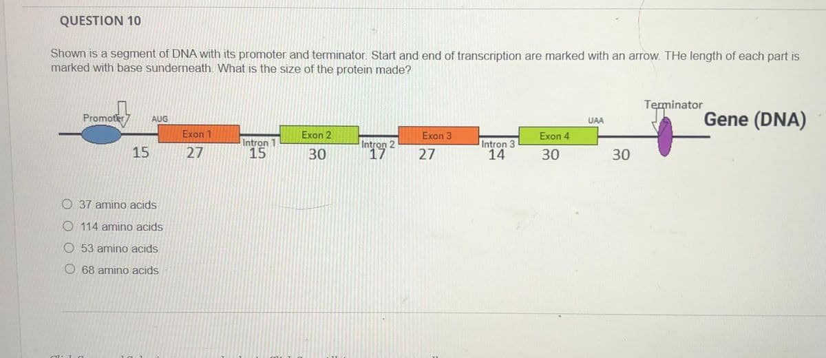 QUESTION 10
Shown is a segment of DNA with its promoter and terminator. Start and end of transcription are marked with an arrow. THe length of each part is
marked with base sunderneath. What is the size of the protein made?
Teminator
Promoter7
Gene (DNA)
AUG
UAA
Exon 1
Exon 2
Exon 3
Exon 4
Intron
15
Intron 2
17
Intron 3
14
15
27
30
27
30
30
O 37 amino acids
O 114 amino acids
O 53 amino acids
68 amino acids
