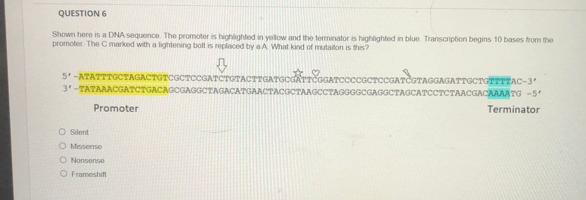 QUESTION 6
Shown here is a DNA sequence. The promoter is highlighted in yellow and the terminator is highlighted in blue. Transcription begins 10 bases from the
promoter. The C marked with a lightening bolt is replaced by a A. What kind of mutaiton is this?
5'-ATATTTGCTAGACTGTCGCTCCGATCTGTACTTGATGCGATTČGGATCCCCGCTCCGATCGTAGGAGATTGCTGTTTTAC-3'
3'-TATAAACGATCTGACAGCGAGGCTAGACATGACTACGCTAAGCCTAGGGGCGAGGCTAGCATCCTCTAACGACAAAATG -5'
Promoter
Terminator
O Silent
O Missense
O Nonsense
O Frameshift
