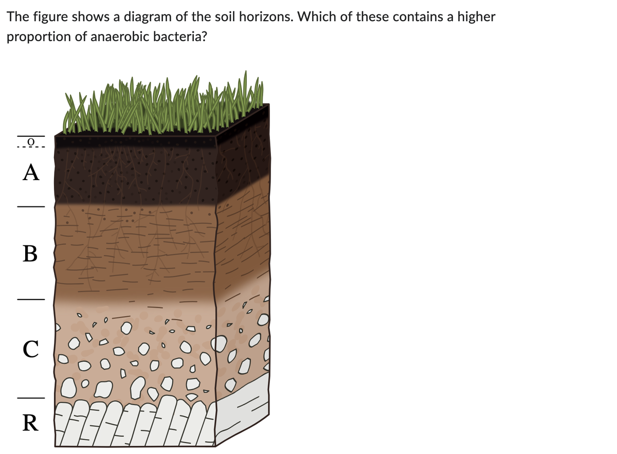 The figure shows a diagram of the soil horizons. Which of these contains a higher
proportion of anaerobic bacteria?
O
A
B
R
MANA