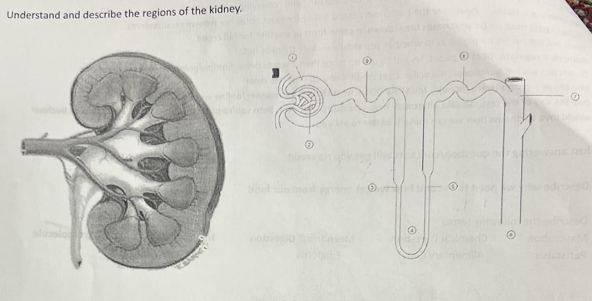 Understand and describe the regions of the kidney.
⑦
gnowans zul
boot qual
Obst bson
O
REM