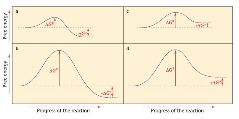 AG
AG
+AG° f
AG°
d.
AG*
AG
+AG
-AG
Progress of the reaction
Progress of the reaction
Free energy
Free energy
