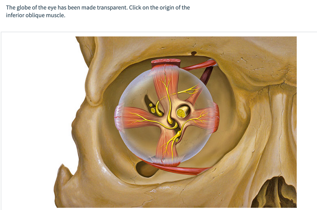 The globe of the eye has been made transparent. Click on the origin of the
inferior oblique muscle.
a
