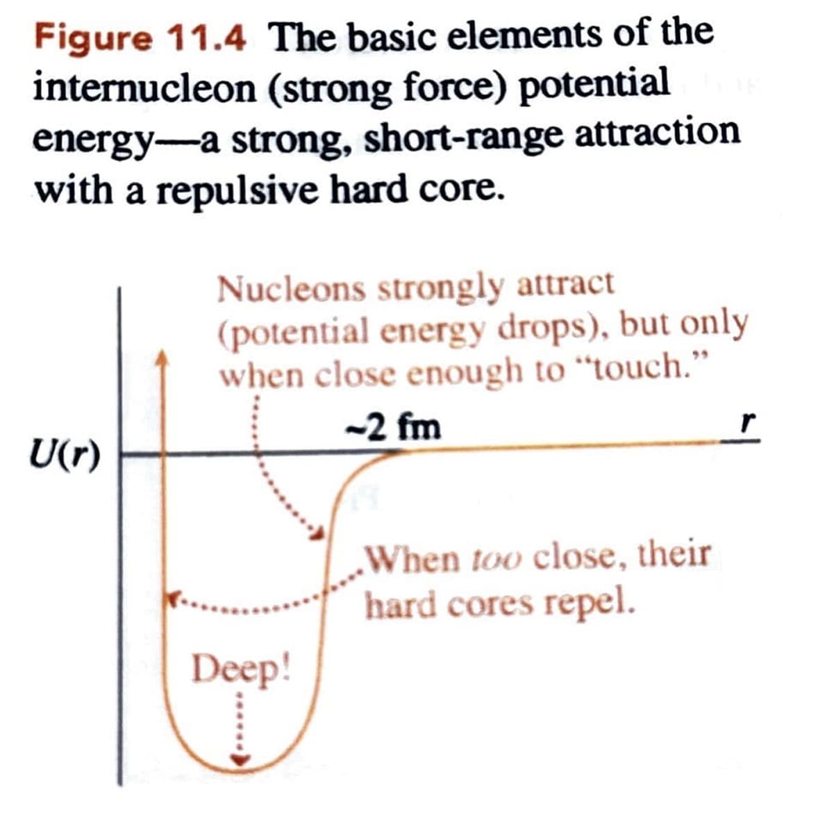 Figure 11.4 The basic elements of the
internucleon (strong force) potential
energy—a strong, short-range attraction
with a repulsive hard core.
Nucleons strongly attract
(potential energy drops), but only
when close enough to "touch."
-2 fm
U(r)
Deep!
When too close, their
hard cores repel.