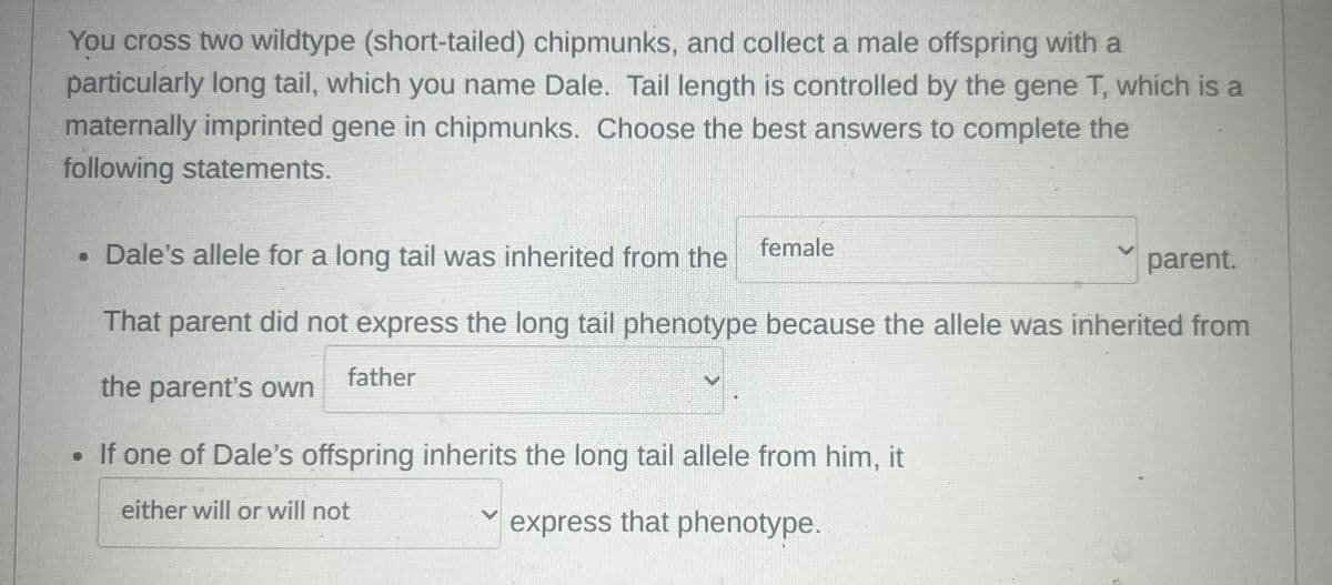 You cross two wildtype (short-tailed) chipmunks, and collect a male offspring with a
particularly long tail, which you name Dale. Tail length is controlled by the gene T, which is a
maternally imprinted gene in chipmunks. Choose the best answers to complete the
following statements.
⚫ Dale's allele for a long tail was inherited from the
female
parent.
That parent did not express the long tail phenotype because the allele was inherited from
father
the parent's own
• If one of Dale's offspring inherits the long tail allele from him, it
either will or will not
express that phenotype.