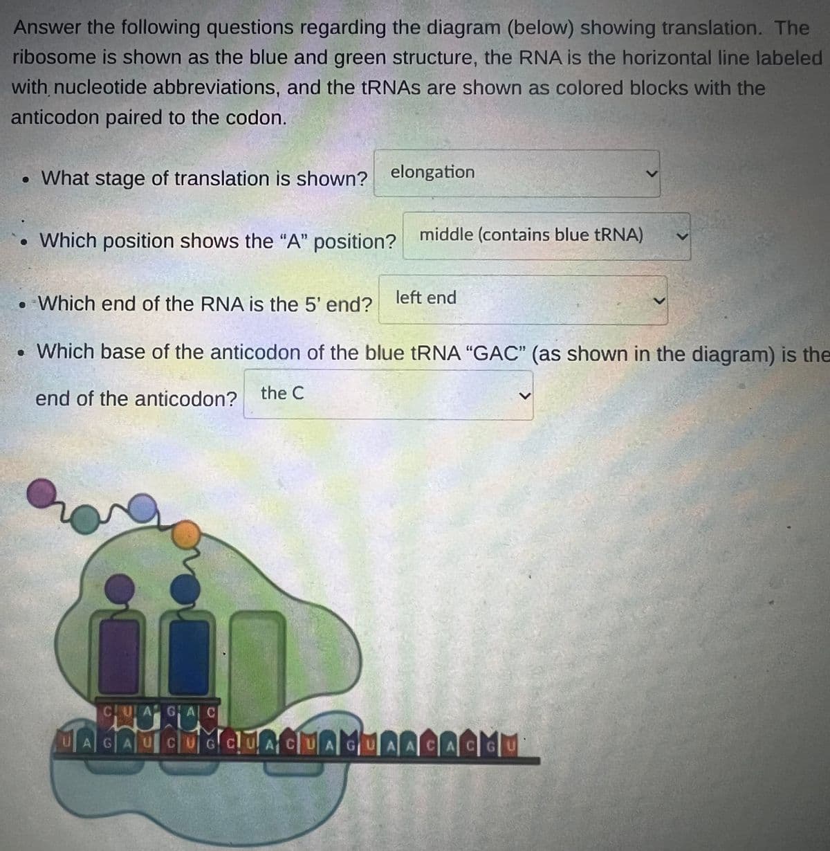 Answer the following questions regarding the diagram (below) showing translation. The
ribosome is shown as the blue and green structure, the RNA is the horizontal line labeled
with nucleotide abbreviations, and the tRNAs are shown as colored blocks with the
anticodon paired to the codon.
• What stage of translation is shown? elongation
⚫ Which position shows the "A" position? middle (contains blue tRNA)
. Which end of the RNA is the 5' end?
left end
• Which base of the anticodon of the blue tRNA "GAC" (as shown in the diagram) is the
end of the anticodon? the C
CUAGAC
AGAUCUGCUACUAGUAACACGU