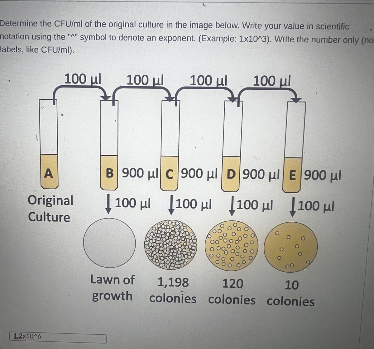Determine the CFU/ml of the original culture in the image below. Write your value in scientific
notation using the "^" symbol to denote an exponent. (Example: 1x10^3). Write the number only (no
labels, like CFU/ml).
100 μ.
.
A
Original
Culture
1.2x10^6
100 μ.
100 μ.
Lawn of
growth
100 μ.
B΄900 ul c|900 μl | D |900 μ. € 900 μ.
| 100 με
1100 με 1100 με 1100 μ.
1,198
120
colonies colonies
O
00
10
colonies