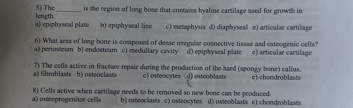5) The
length.
b) epiphyseal line
is the region of long bone that contains hyaline cartilage used for growth in
a) epiphyseal plate
c) metaphysis d) diaphyseal e) articular cartilage
6) What area of long bone is composed of dense irregular connective tissue and osteogenic cells?
a) periosteum b) endosteum c) medullary cavity d) epiphyseal plate e) articular cartilage
7) The cells active in fracture repair during the production of the hard (spongy bone) callus.
a) fibroblasts b) osteoclasts
c) osteocytes (d) osteoblasts
e) chondroblasts
8) Cells active when cartilage needs to be removed so new bone can be produced.
a) osteoprogenitor cells
b) osteoclasts c) osteocytes d) osteoblasts e) chondroblasts