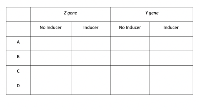 A
B
C
D
No Inducer
Z gene
Inducer
No Inducer
Y gene
Inducer