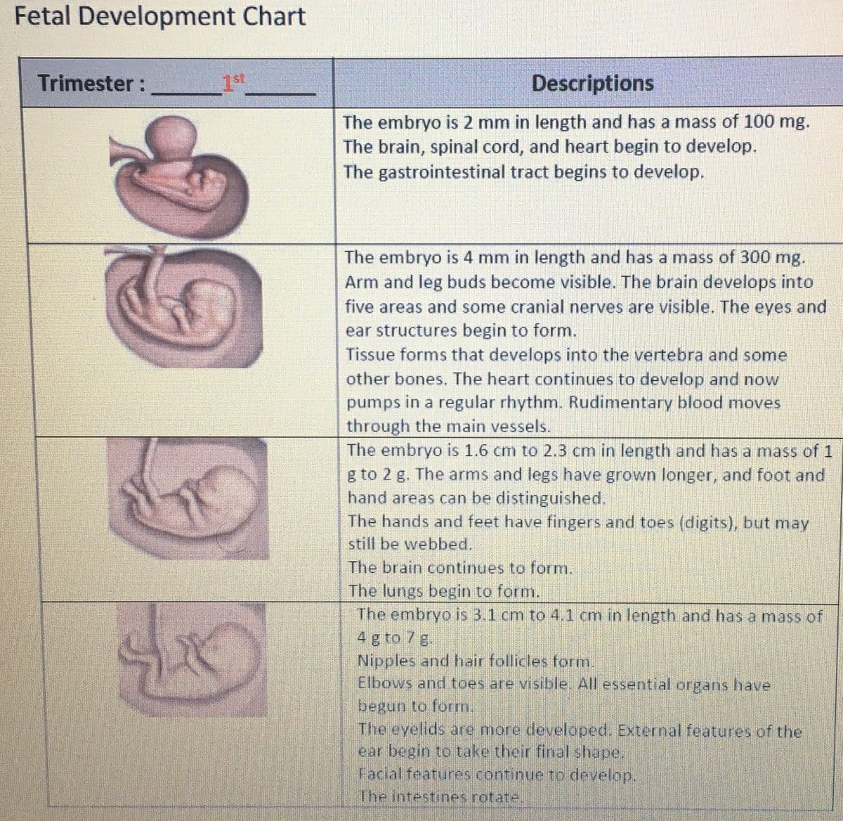 Fetal Development Chart
Trimester:
1st
Descriptions
The embryo is 2 mm in length and has a mass of 100 mg.
The brain, spinal cord, and heart begin to develop.
The gastrointestinal tract begins to develop.
The embryo is 4 mm in length and has a mass of 300 mg.
Arm and leg buds become visible. The brain develops into
five areas and some cranial nerves are visible. The eyes and
ear structures begin to form.
Tissue forms that develops into the vertebra and some
other bones. The heart continues to develop and now
pumps in a regular rhythm. Rudimentary blood moves
through the main vessels.
The embryo is 1.6 cm to 2.3 cm in length and has a mass of 1
g to 2 g. The arms and legs have grown longer, and foot and
hand areas can be distinguished.
The hands and feet have fingers and toes (digits), but may
still be webbed.
The brain continues to form.
The lungs begin to form.
The embryo is 3.1 cm to 4.1 cm in length and has a mass of
4 g to 7 g.
Nipples and hair follicles form.
Elbows and toes are visible. All essential organs have
begun to form.
The eyelids are more developed. External features of the
ear begin to take their final shape.
Facial features continue to develop.
The intestines rotate.