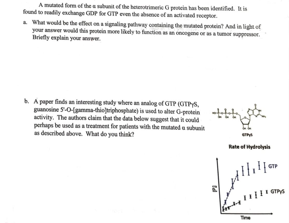 A mutated form of the a subunit of the heterotrimeric G protein has been identified. It is
found to readily exchange GDP for GTP even the absence of an activated receptor.
a. What would be the effect on a signaling pathway containing the mutated protein? And in light of
your answer would this protein more likely to function as an oncogene or as a tumor suppressor.
Briefly explain your answer.
b. A paper finds an interesting study where an analog of GTP (GTPYS,
guanosine 5'-0-[gamma-thio]triphosphate) is used to alter G-protein
activity. The authors claim that the data below suggest that it could
perhaps be used as a treatment for patients with the mutated a subunit
as described above. What do you think?
HO
[P]
OH OH ON
OH OH
GTPYS
Rate of Hydrolysis
Time
GTP
I GTPYS