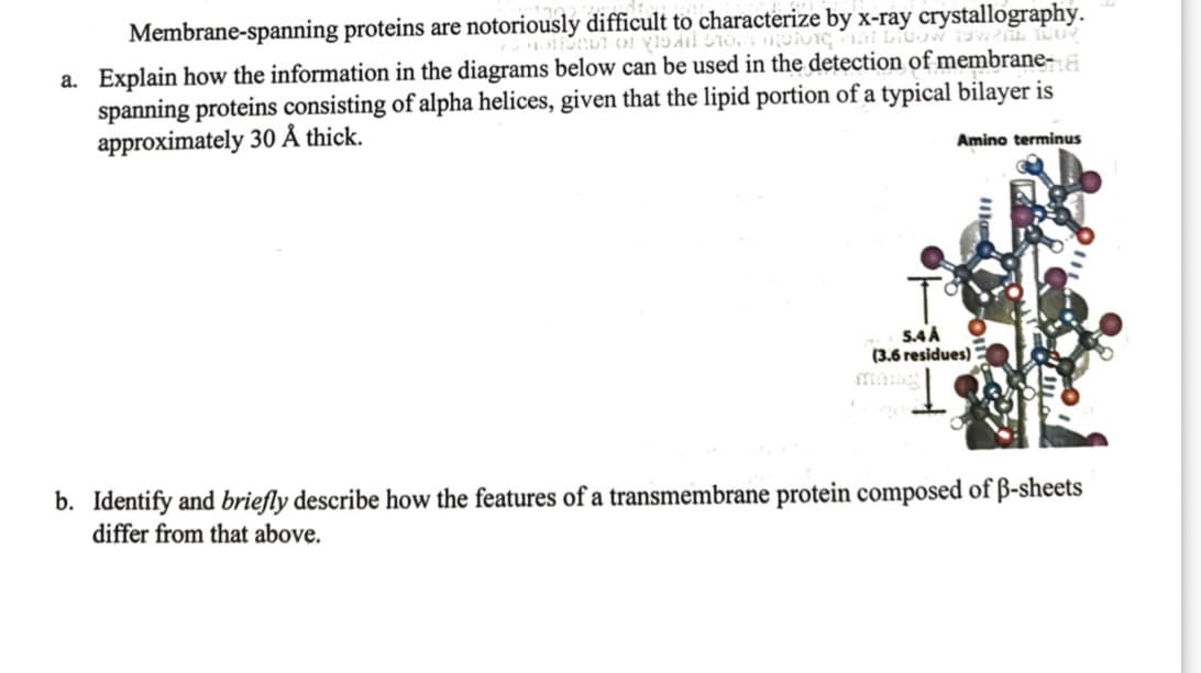 Membrane-spanning proteins are notoriously difficult to characterize by x-ray crystallography.
Hollonut of VISA Toplon
a. Explain how the information in the diagrams below can be used in the detection of membrane-
spanning proteins consisting of alpha helices, given that the lipid portion of a typical bilayer is
approximately 30 Å thick.
Amino terminus
5.4 A
(3.6 residues)
b. Identify and briefly describe how the features of a transmembrane protein composed of ß-sheets
differ from that above.